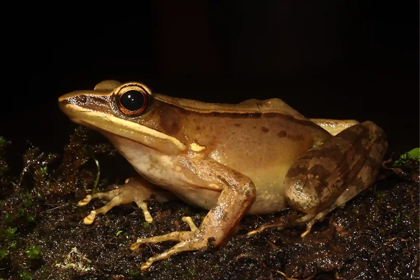 Bronze Frog Thattekad