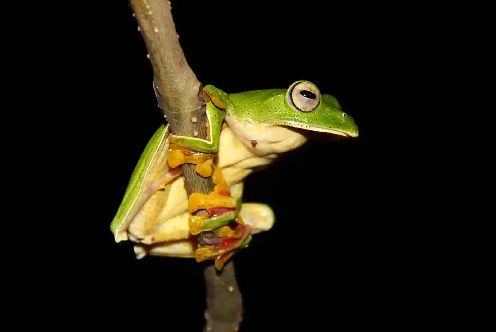Malabar Gliding Frog Thattekad