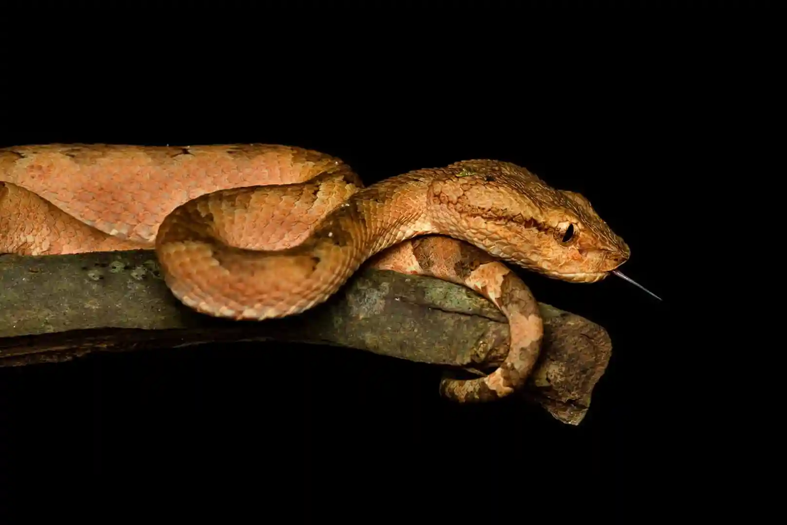 Monsoon Herping Expedition