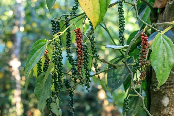Spice Plantation Birding